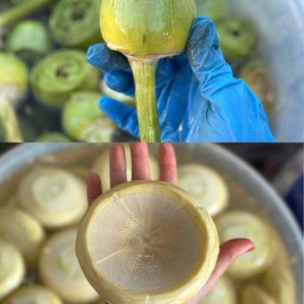 15 Çanak Enginar + 15 Saplı Bebek Enginar