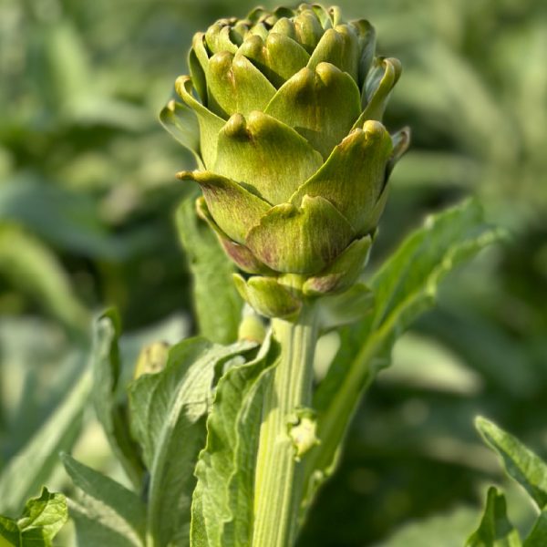 Dalından Ayıklanmamış Kalp Enginar