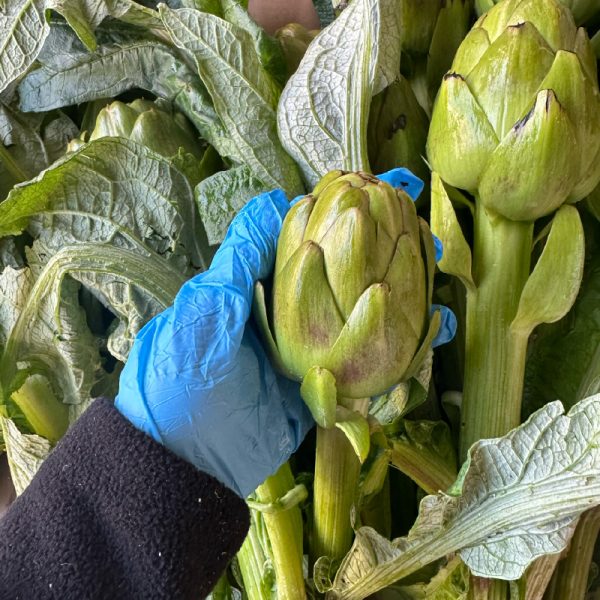 Dalından Ayıklanmamış Saplı Bebek Enginar